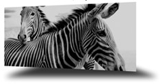 Square Photo Transitions Flash Photography Website Template